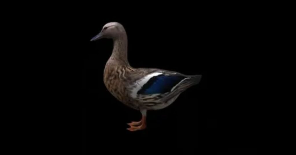 Female-Duck-Names-💃.