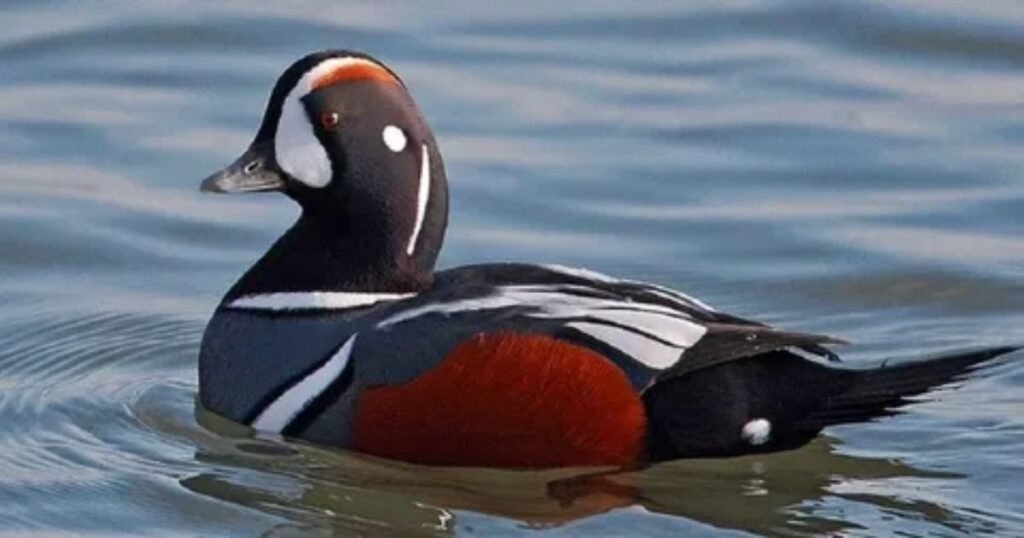 Seasonal-Duck-Names-🎃🎄☀️❄️.