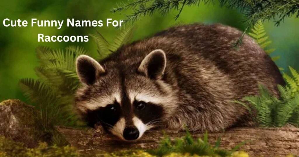 Cute-Funny-Names-For-Raccoons.
