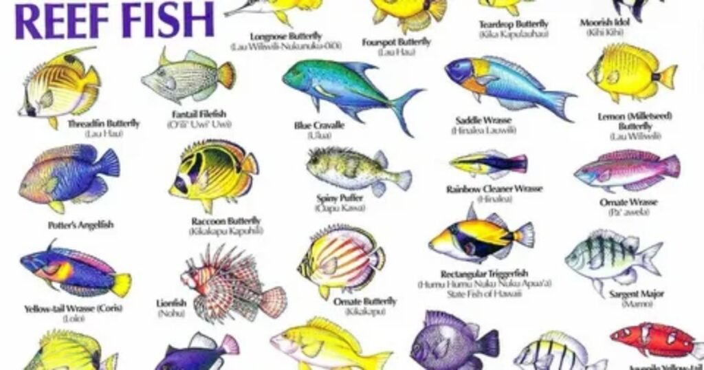 Fish-Pun-Names.