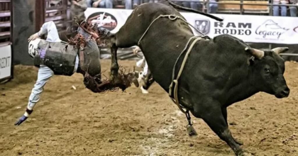 Cowboy-Classics-Funny-Names-For-Bulls.