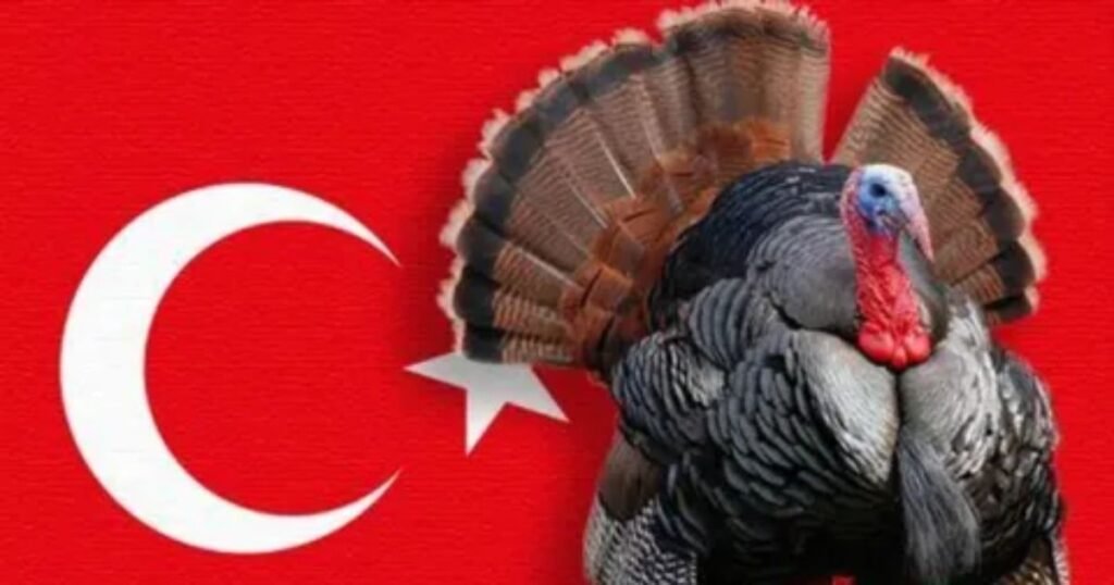Catchy-Turkey-Names.