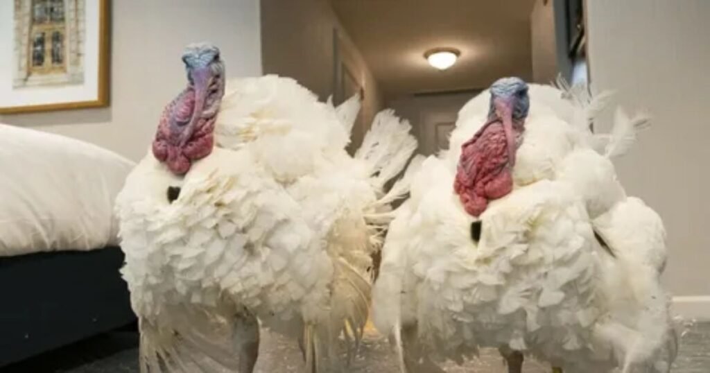 Pardoned-Turkey-Names.
