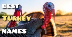 965-Cute-Turkey-Names-Unique-Good-Funny-Clever-For-Boys-Girls.